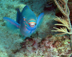 Queen Parrot orthodontics - my sister said this fish need... by Susan Beerman 